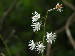 Ainsliaea fragrans