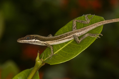 Anolis semilineatus