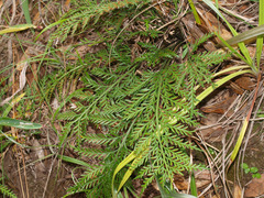 Asplenium haurakiense