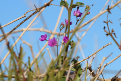 Commicarpus australis