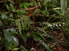 Ainsliaea fragrans