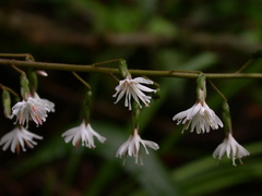 Ainsliaea fragrans