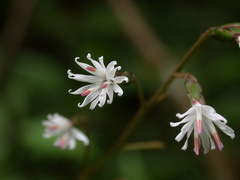 Ainsliaea fragrans