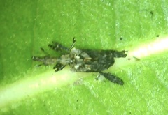 Stephanorhynchus lawsoni