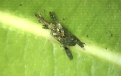 Stephanorhynchus lawsoni