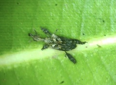 Stephanorhynchus lawsoni