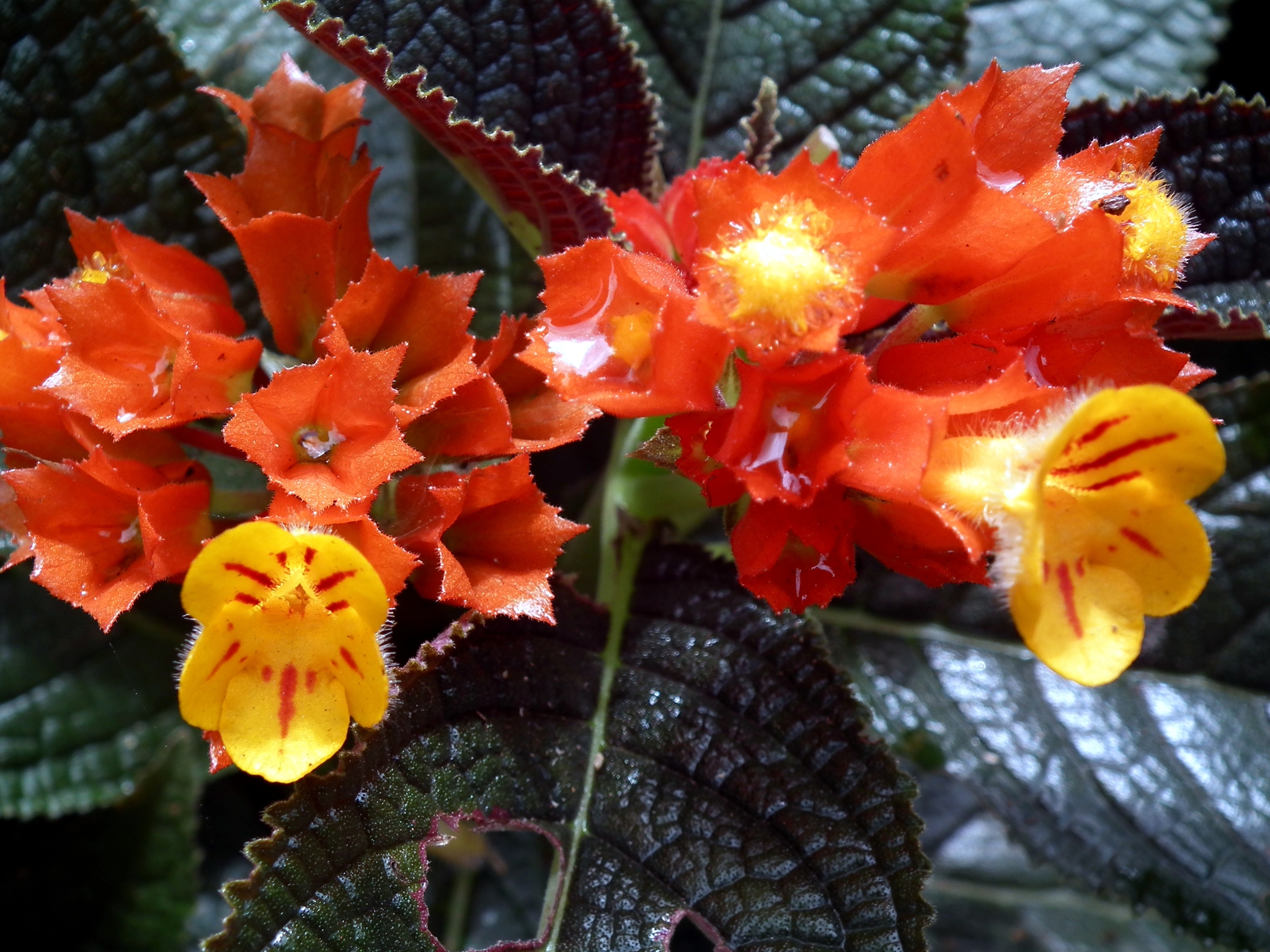 Chrysothemis pulchella