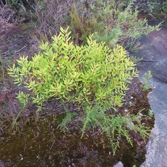 Persoonia lanceolata