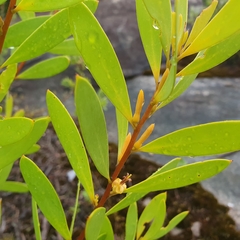 Persoonia lanceolata