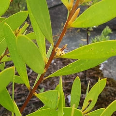 Persoonia lanceolata