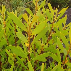 Persoonia lanceolata