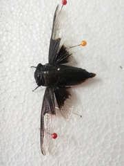 Cryptotympana aquila