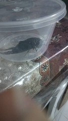 Cryptotympana aquila