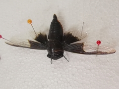 Cryptotympana aquila