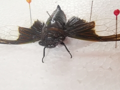 Cryptotympana aquila