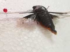 Cryptotympana aquila