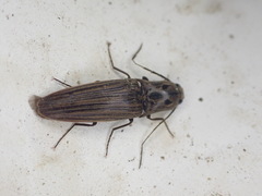 Thoramus perblandus