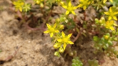 Sedum sasakii