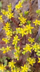 Sedum sasakii