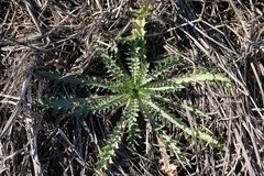 Cirsium hydrophilum hydrophilum