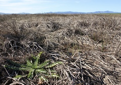 Cirsium hydrophilum hydrophilum