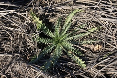 Cirsium hydrophilum hydrophilum