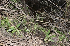 Cirsium hydrophilum hydrophilum