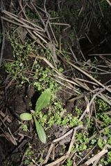 Cirsium hydrophilum hydrophilum