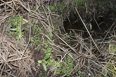 Cirsium hydrophilum hydrophilum