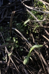 Cirsium hydrophilum hydrophilum