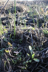 Cirsium hydrophilum hydrophilum