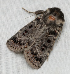 Proteuxoa rubripuncta