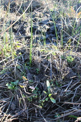 Cirsium hydrophilum hydrophilum