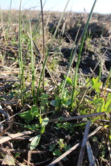 Cirsium hydrophilum hydrophilum