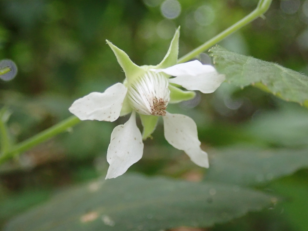 Corchorifolii