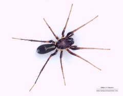 Nucastia supunnoides