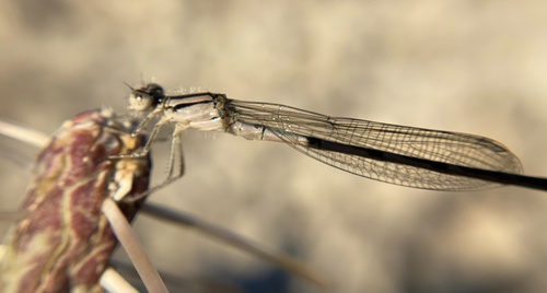 iNaturalist observation photo of Familiar Bluet
