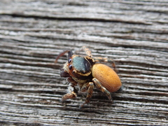 Carrhotus xanthogramma