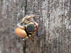 Carrhotus xanthogramma
