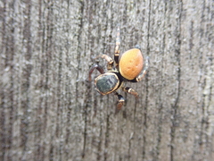 Carrhotus xanthogramma