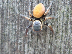 Carrhotus xanthogramma