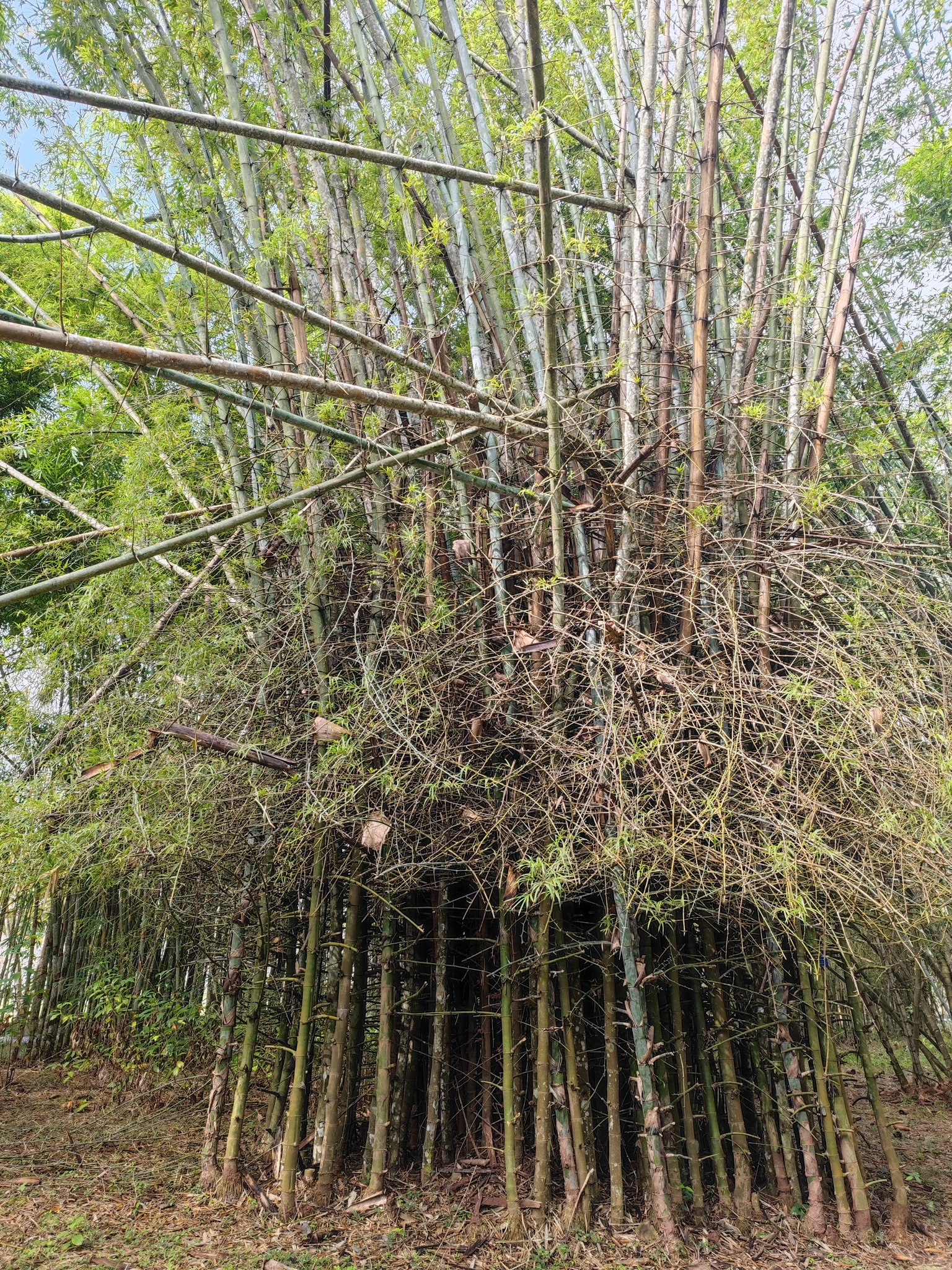 Bambusa sinospinosa