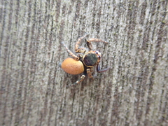 Carrhotus xanthogramma