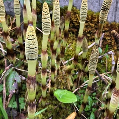 Equisetum telmateia