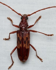 Phoracantha synonyma