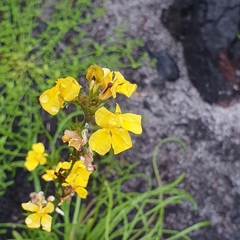 Goodenia stelligera