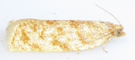 Argyrotaenia burroughsi