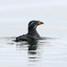 Rhinoceros Auklets - Photo (c) Rick Leche - Photography, some rights reserved (CC BY-NC-ND)