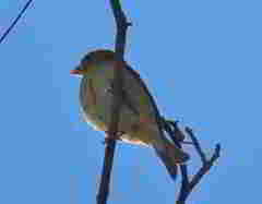 Spinus psaltria