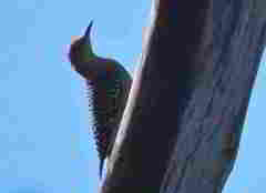 Melanerpes aurifrons